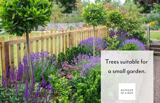 trees suitable for a small garden bay tree underplanted withlavender