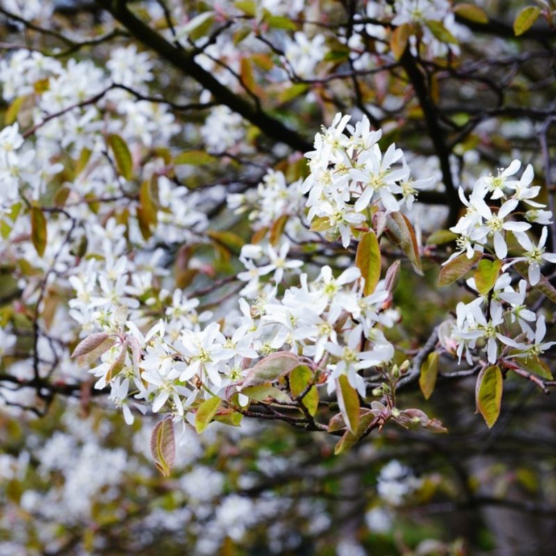 amelanchier flower