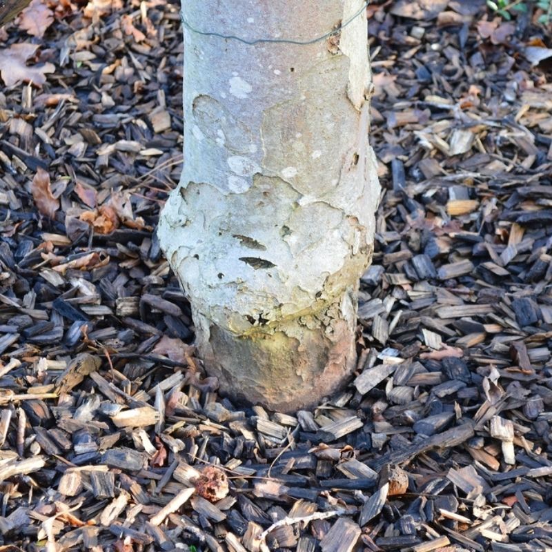 root stock graft