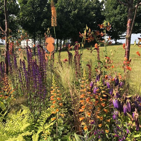 burnt orange and purple planting scheme