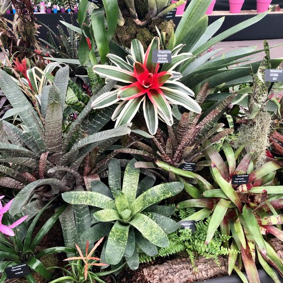 bromeliad