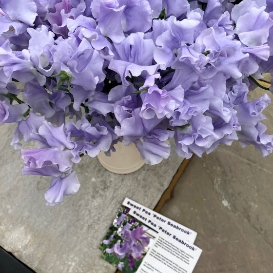 sweet pea peter seabrook lilac flower