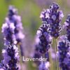 Lavender 800 x 800