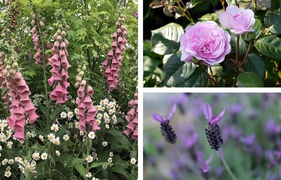 foxglove rose lavender flowers