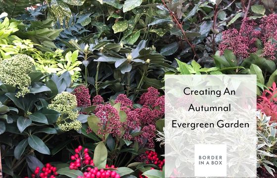 blog header evergreen shrubs