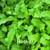 green rocket leaf