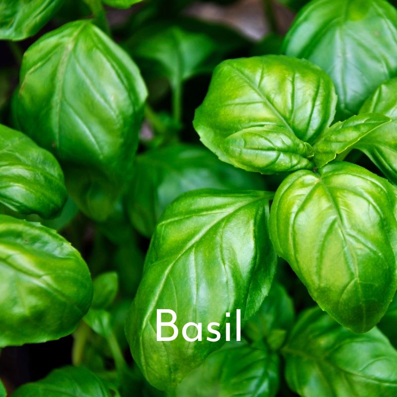 basil leaf