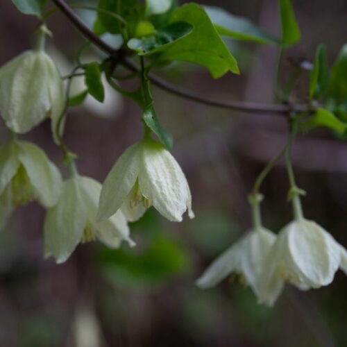 clematis jingle bells white flower