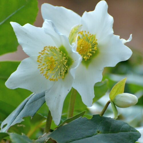 white helleborus christmas rose