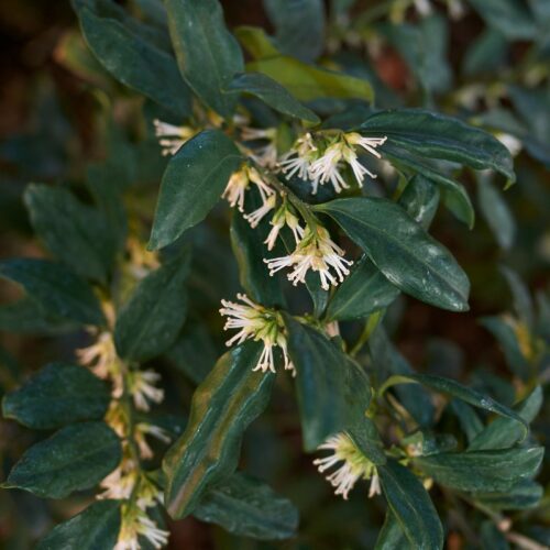 sarcococca