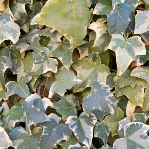 variegated ivy 