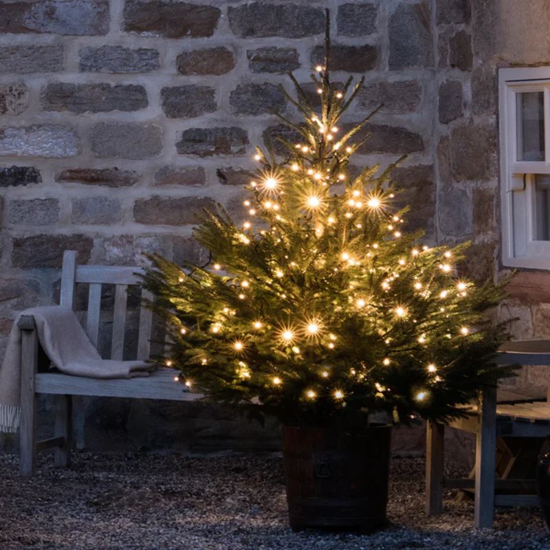 outdoor christmas tree with fairy lights