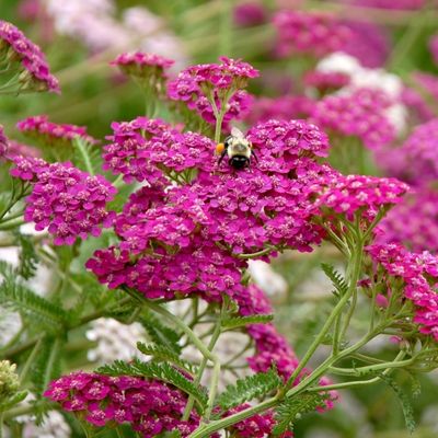 achillea summerwine