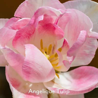 pink flowering Angelique tulip