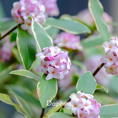 daphne pink flowering shrub