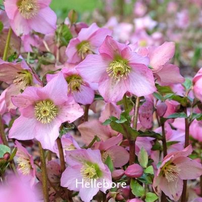 pink flowering hellebore
