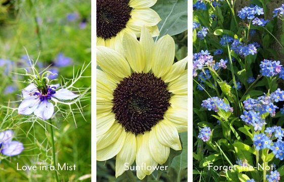 love in a mist nigella sunflower forget me not