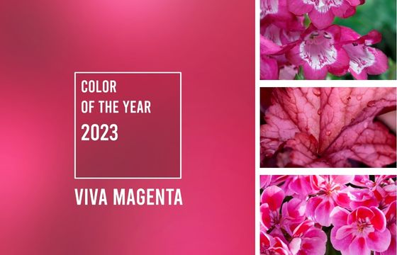 pantone colour of the year 2023 viva magenta