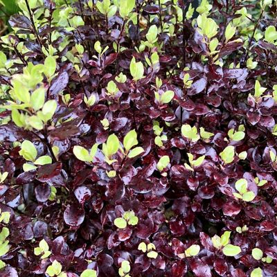 pittosporum tom thumb