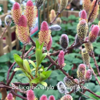 pink catkins salix