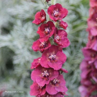 verbascum cherry helen