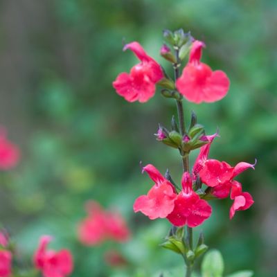 salvia gregii