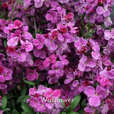 pink purple flowering wallflower
