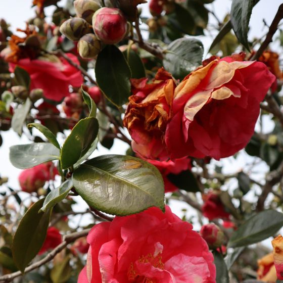 camelia red flower frost damage