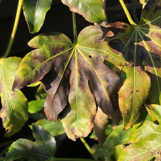 fatsia leaf damaged by frost