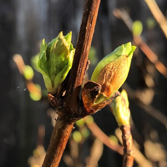 hydrangea bud damaged by frost