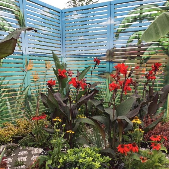 slatted fence surrounding red flowering cannas