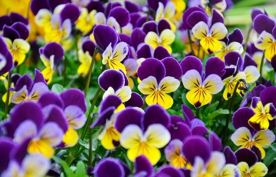 purple and yellow viola flowers