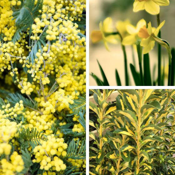 acacia daffodil euonymus