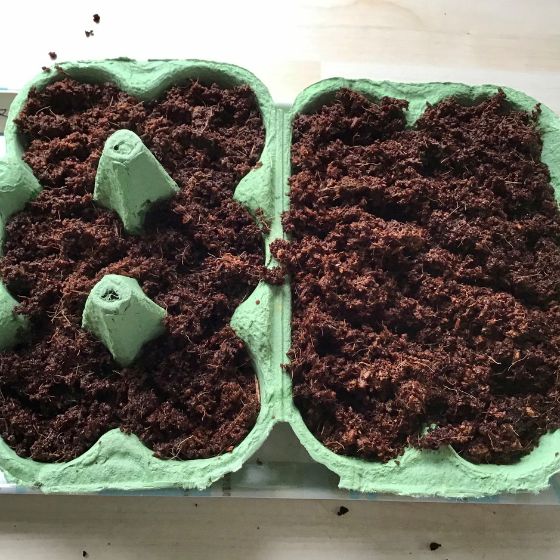 egg box with compost