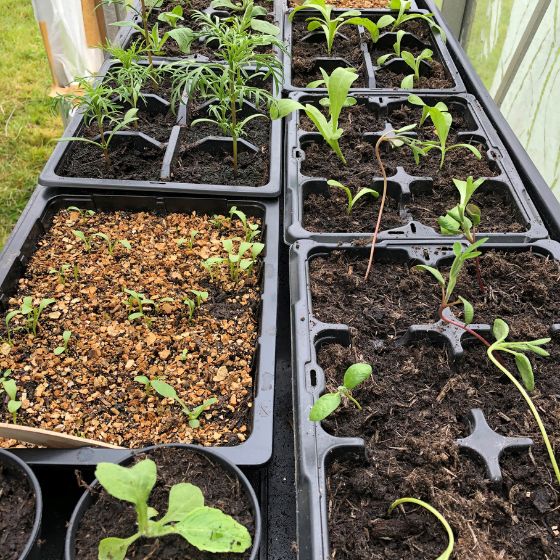 grow your own cosmos lupin calendula seedlings