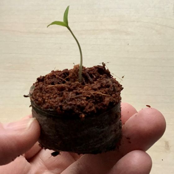 grow your own from seed tomato seedling