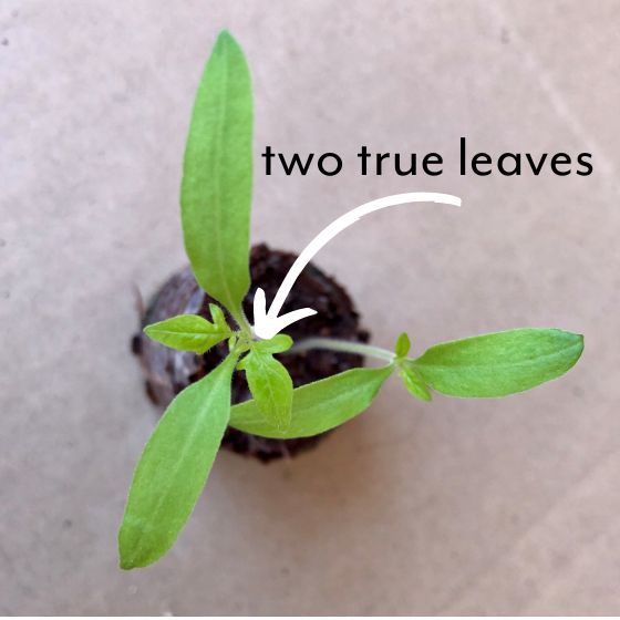 tomato seedling two true leaves