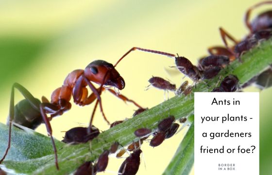 Ants In Your Plants 