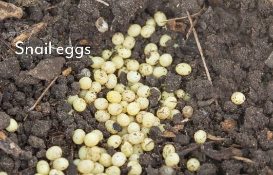 white snail eggs