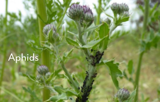 black fly aphids