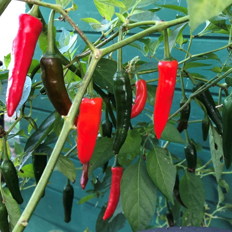 red chillies growing on the plant