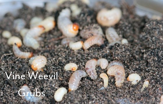 vine weevil grubs in compost