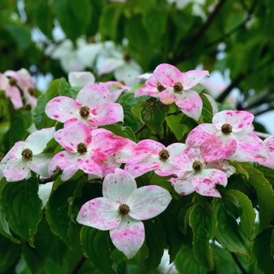 cornus kousa flower