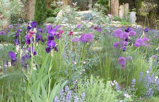 bronze fennel alliums