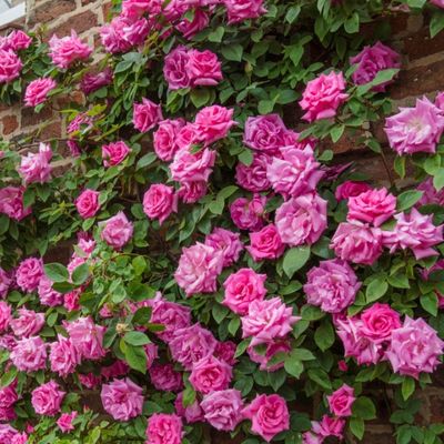 pink roses zephirine drouhin