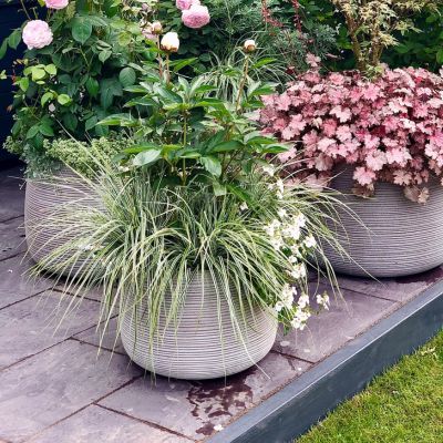 carex in a container at chelsea flower show