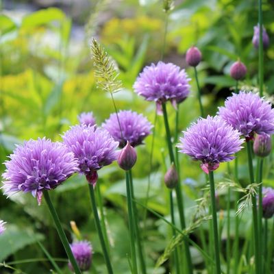 chive pink bobble flower