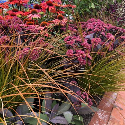 orange carex grass 