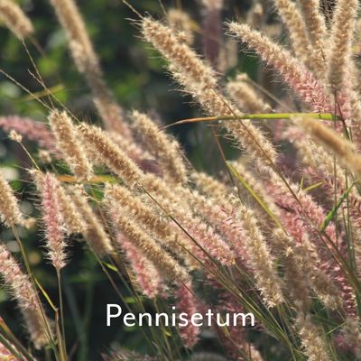 pennisetum grass heads