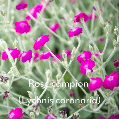 rose campion bright pink flowers and silver leaves